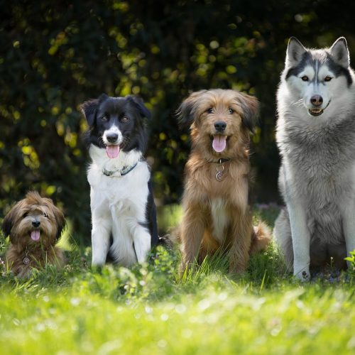 Holydog - balade