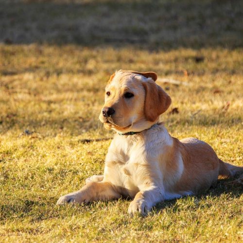 Holydog-chiot