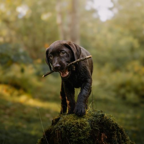 Holydog-chiot